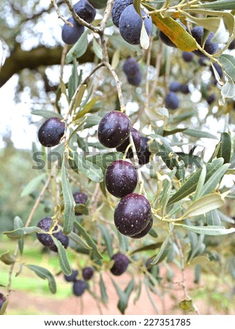 Several olives ripe and half ripe on a branch with many olive leaves