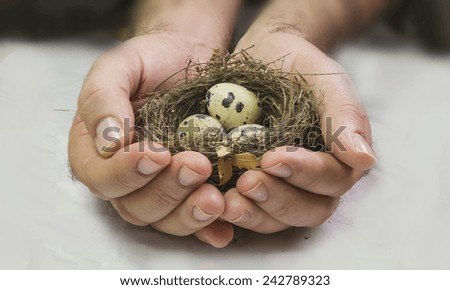 eggs man hands - protection insurance - hen