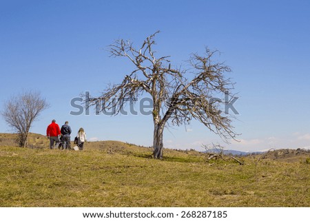 walkers big winter tree no leaves - blue sky - Zagoria Ioannina  Greece