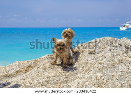 two twin dog sea - Porto Katsiki beach - Greece Lefkada island
