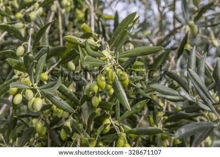 olives, green leaves, tree