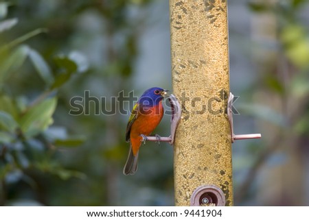 Male Painted Bunting perched on the feeder