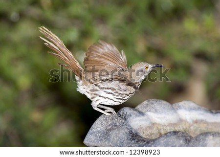 Long-billed Thrasher about to fly off to the feeder