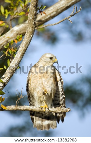 A Red-shouldered Hawk perched in a tree
