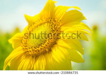 Sunflower flower on green blurred background of sky and field. Flower plant sunflower. One sunflower rising above. Ukraine sunflowers. Yellow flower in a field, blurred background.