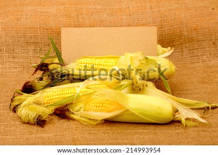 The composition of the fruits of corn. Many ears of corn are on the table. Above the ears of corn there is a sign for the label text. Space for text. Composition of corn to be able to add the price.