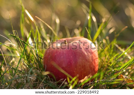 Red apple lying on green grass. In the evening, the sunset, in the glow of a soft background apple fell on natural background.