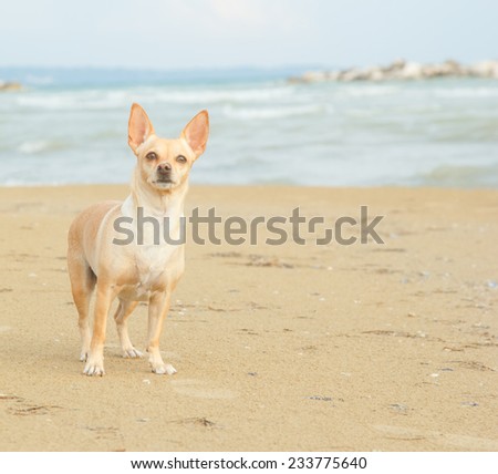 Dog on the beach near the sea or ocean water. Walking the dog near the water. Together with his dog to go on vacation and do the walk. Beach, sea, animals, dog, ocean, fresh air - concept of lifestyle