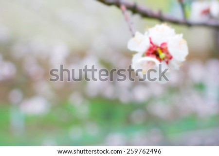 Apricot tree flower. Spring flowers blooming tree branches. Blurred background and bokeh in the background of the text, design, advertising, popular trends.For a background image to insert text.