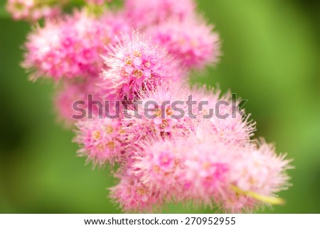 Blurred background image for the screen saver with the text. Element flower petals. The substrate for the text. Abstract texture of a flower with bright pink and green elements blurry spots of color.