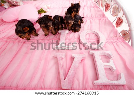 Very small puppies on a pink bed. Next to the Yorkshire terrier puppies are letters LOVE. Many puppies on a pink blanket. Love, flower, puppies, gift for Valentine's Day. Yorkshire puppies in the home