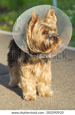 Sick dog wearing a funnel collar. Sick Yorkshire Terrier wearing a funnel (protective) collar, on nature background. Injured petite dog wearing protective dog collar outdoors.