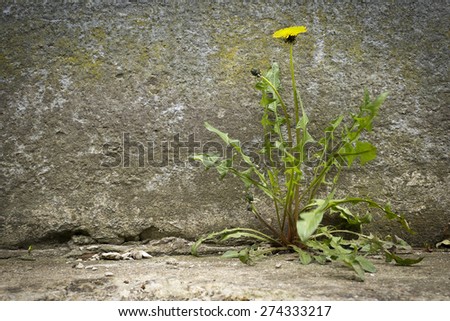 Dandelion with flower growing in a crack sidewalks