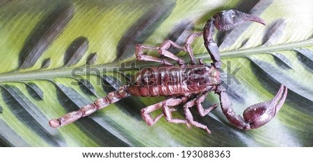 Scorpion on Leaf background