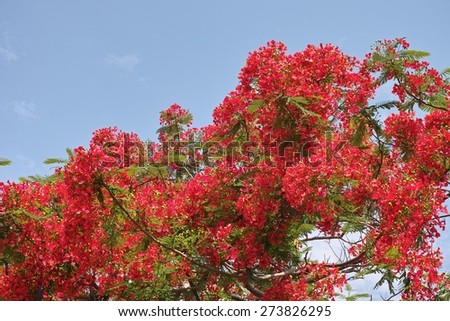 The Flame Tree Flower