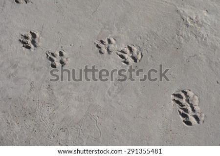 Dog Footprint on Cement Floor