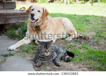 gray cat in the garden on a background of dog