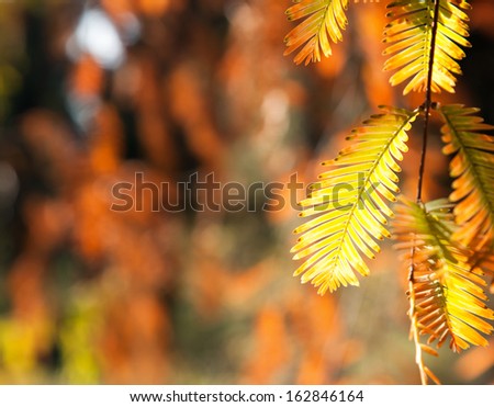 yellow leaves of Japanese tree s on a background of autumn park