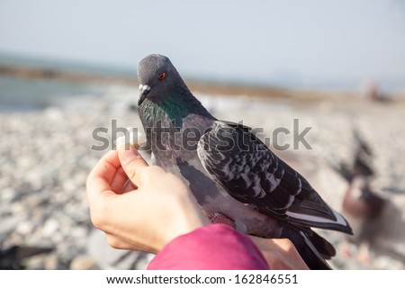 gray pigeon sitting on hand and eat bread