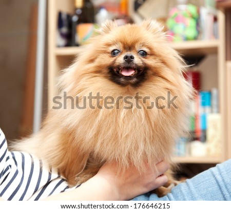 funny fluffy Pomeranian sits on hands at the mistress