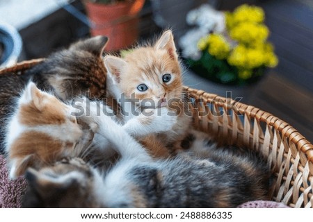 Similar – Image, Stock Photo A straw basket a peshtemal cotton towel left on the sand of a wild beach