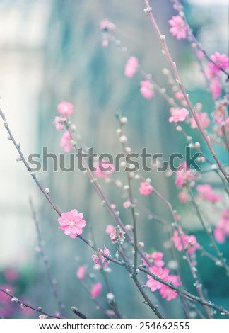 delicate pink flowers on a tree, color toning
