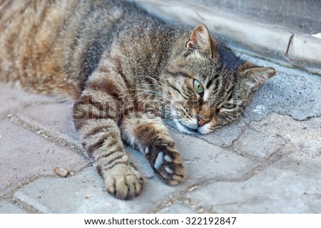 striped outdoor cat on the pavement