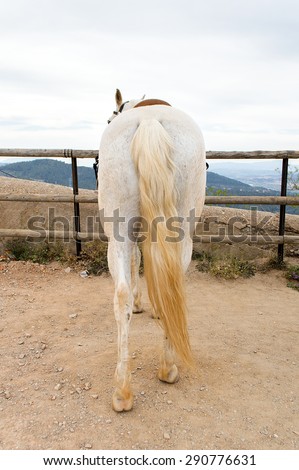 back of horses tied on wooden rail in trail horse mountain with city landscape on the background