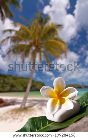 Frangipani flower, beach and palm tree background