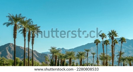 Similar – Image, Stock Photo Palm Springs Palm tree