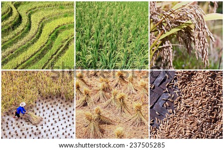 Rice culture stages collage