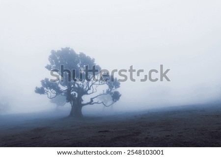 Similar – Image, Stock Photo Old laurel tree