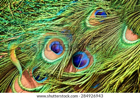 Peacock colorful green feathers close-up