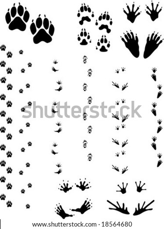 Paw Prints And Tracks. Top Row: Dog, Wolverine, Raccoon. Bottom Row ...