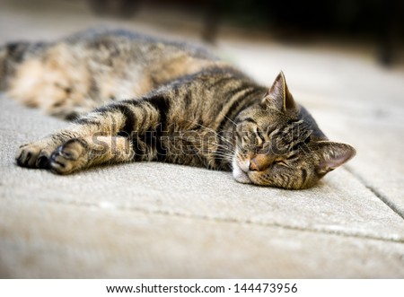 A striped mature tabby cat sleeps on concrete patio