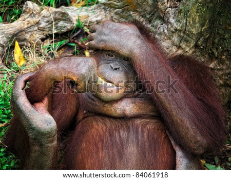orangutang in Kubah National Park malaysia