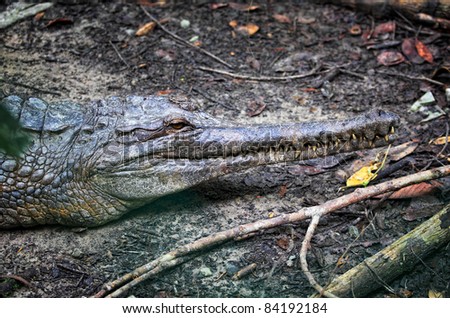 big crocodile in borneo park, malaysia