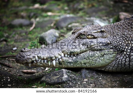 big crocodile in borneo park, malaysia
