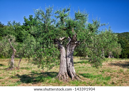 old olive tree in tuscany, italy
