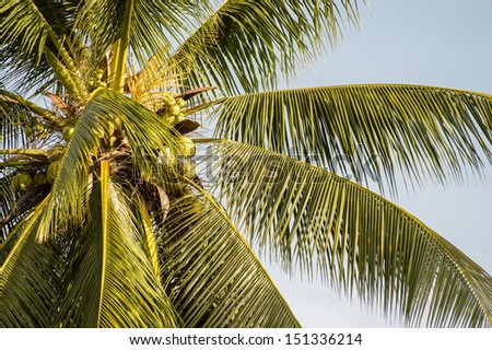 Coconut palm with a bunch of green fruits hanging. Science name is Cocos Nucifera Linn