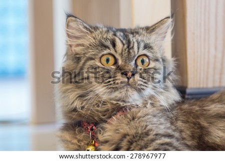 Persian cat at cat cafe