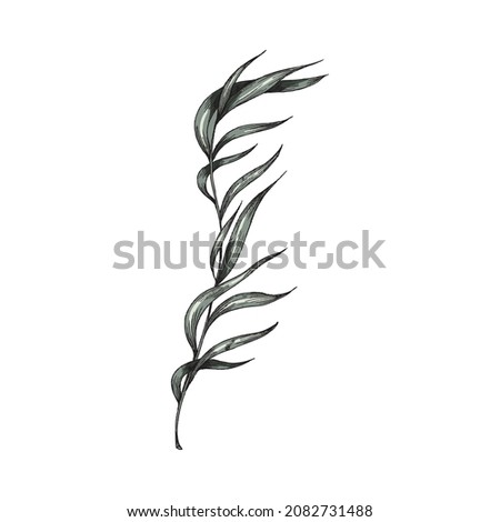 Water submerged plant, sketch vector illustration perfect for print or decoration. Pondweed leafy grass swaying underwater, elegant pencil drawing vintage style.