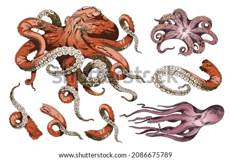 Red Octopus for menu or tattoo design realistic vector sketch illustration. Three various krakens, squids and isolated tentacles vintage drawing. Sea life and seafood hand drawn set.