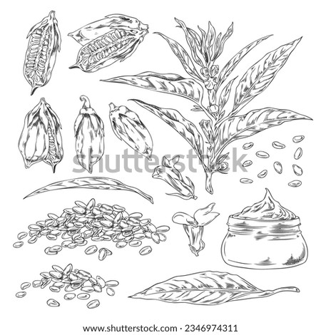 Set of black contour sketch sesame. Glass jar sesame oil, plant with leaves, capsules, seeds and flowers. Vector isolated engraved hand drawn illustrations on white. Agricultural healthy plant