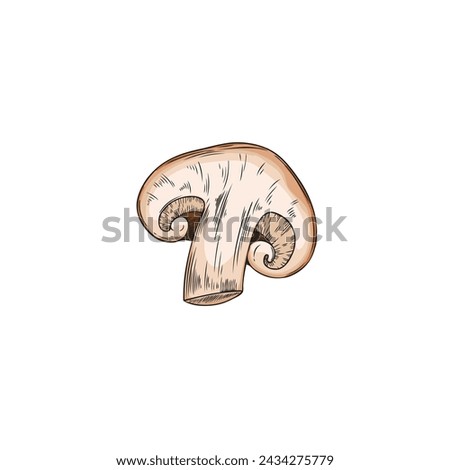Organic shiitake mushroom vector illustration. Detailed graphic style drawn image of a mushroom cut in half on an isolated background, suitable for a food theme