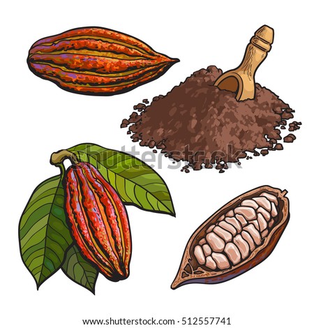 Cacao fruit, beans and powder, set of style vector illustrations isolated on white background. Hand drawn cacao fruit, raw cacao beans and heap of powder with a wooden skoop