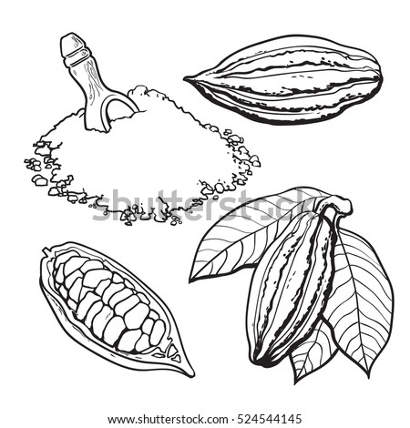 Cacao fruit, beans and powder, set of style vector illustrations isolated on white background.