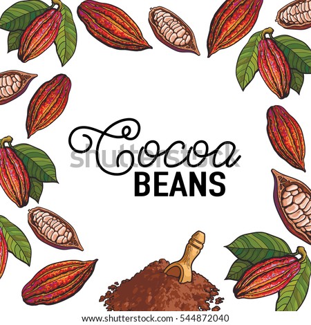 Square banner, poster template with frame of cacao fruits and place for text, sketch illustration isolated on white background. Cacao fruit, beans and powder forming a frame template for chocolate