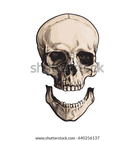 Hand drawn human skull, anatomical model with separated lower jaw, jawbone, sketch style vector illustration isolated on white background. Realistic hand drawing of human skull with separated jawbone