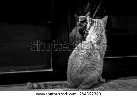 A cat staring at its own mirror reflection on a glass door, black and white